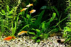top 24 low light aquarium plants tall