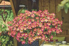 Top 10 Hanging Basket Plants Thompson