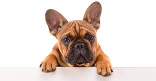 Understanding a bulldog's diet requirements. Best Food For French Bulldogs And Their Special Requirements