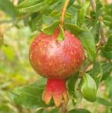 Why is pomegranate called fruit of death?