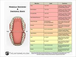 Meridian Tooth Chart Source Wilson And Williams 2011