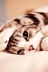 Kitten Cute Lying Claws Cat Wallpaper