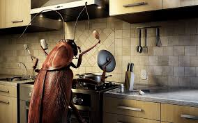 bugs ne keep kitchen pests away