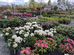 Now over 30 years old, sunshine garden centre has won countless accolades. Seoane S Garden Center 551 Bedford St Abington Ma 02351 Usa