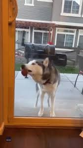 Husky Can T Stop Licking Window