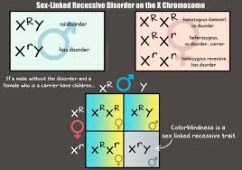 An example of an autosomal recessive condition is cystic it is caused by a faulty recessive allele on chromosome 7. Our Genetics Graphic Showing An Example Of Recessive Trait Inheritance On The X Chromosome Science Biology X Chromosome Teaching Biology Genetics