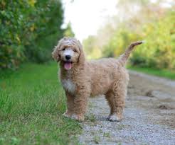 One male left available golden doodle puppies for sale £2750 mum had 5 girls and 5 boys mum f1bdoodle dad pure bred golden retriever kc / i we have a wonderful mixed litter of f1 miniature goldendoodle puppies available. Trained English Goldendoodle Puppies Available Doodle Creek