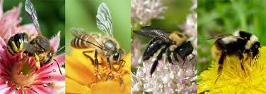 Résultat de recherche d'images pour "abeilles sauvages bourdons et autres insectes pollinisateurs"
