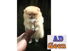 small and toy breed pim pom in