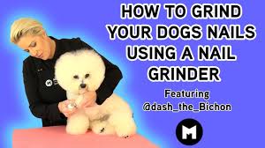 dogs nails using a nail grinder