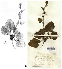 A. Illustration of Geum molle in Visiani & Pančić (1862). B. Lectotype ...