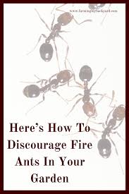fire ants in your garden