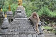 The Planet of the Apes, or Monkey Temple, in Kathmandu
