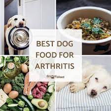 best dog food for arthritis arthritis