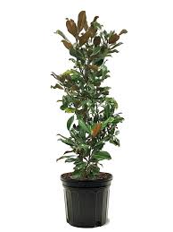 southern planters white flowering bracken s brown beauty magnolia in pot with soil