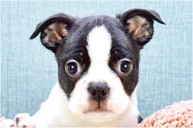 The boston terrier breed color standard is black/white, brindle/white, or seal/white. Boston Terrier Chihuahua Mix Puppies For Sale In Ohio