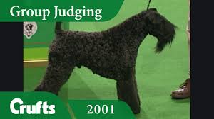 Our first show dog, ch. Kerry Blue Terrier Wins The Terrier Group Judging At Crufts 2001 Youtube