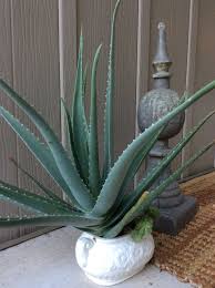 Buy aloe vera plants online. Large Aloe Vera Plant That Is About 3 Years Old It Has 4 Pups Growing On The Other Side Of The Pot Aloe Vera Plant Plants Aloe