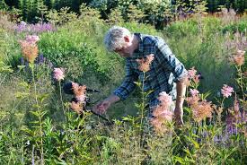 gardens of piet oudolf