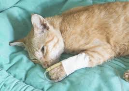 Cough and cold medications are commonly available over the counter, but consumers do not always know what they contain or what they can do. Caring For A Sick And Dying Cat Lovetoknow
