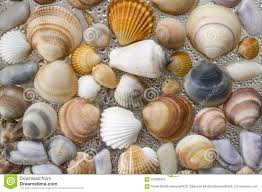 Seashells As Background Sea Shells Collection Natural Stock
