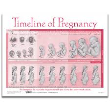 Timeline Of Pregnancy Tear Pad Childbirth Graphics