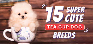 teacup dogs 15 super cute tiny