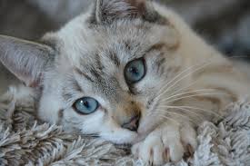 How Long Do Cats Live? | Cat Lifespan & Age Guide | Vets Now