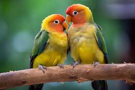 beautiful birds images browse 10 558