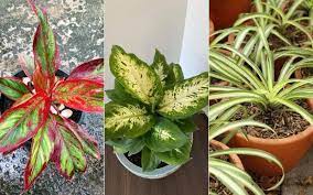 15 Fast Growing Houseplants For