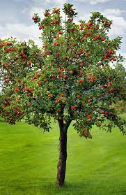 Apple Tree Honeycrisp Apple Tree