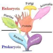 Ribosomes are found in the cytoplasm of the bacterial cell, and eukaryotes do not have ribosomes. Eukaryote Wikipedia
