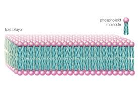 how phospholipids help hold a cell together