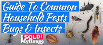 22 Common Household Pests Bugs Insects