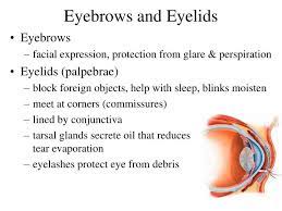 ppt eyebrows and eyelids powerpoint