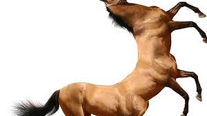 A Centaur Thats Half Horse Half Half Horse Half Centaur Imgur