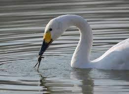 Do Swans Eat Meat? 