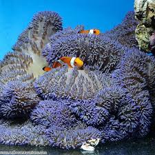 true carpet anemone