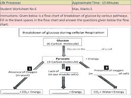49 Matter Of Fact Biology Corner Photosynthesis And Cellular