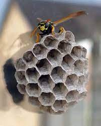 Keep themselves warm like honey bees? Do Carpenter Bees Keep Wasps Away Carpenter Bees Wasps Best Bee Brothers