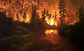 wildfires caused by humans