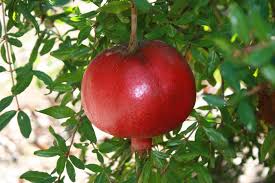 Image result for Pomegranate