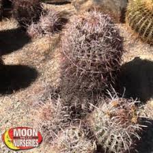 Barrel cactus flowers always grow at the top of the plant. Fishhook Barrel Cactus Cacti Agave And More Moon Valley Nurseries