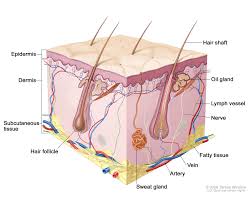 Integumentary System Lessons Tes Teach