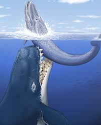 giant whale eating whale discovered