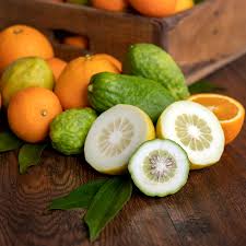 Citron, also known as citrus medica, is a fragrant but inedible citrus fruit. Citron And Mandarin Fragrance Oil Candlescience