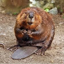Beaver Wikipedia