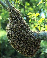 Un essaim d'abeilles est arrivé dans votre jardin et vous ne savez que faire pour vous en débarrasser.