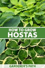 how to grow and care for hostas