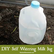 diy self watering milk jug